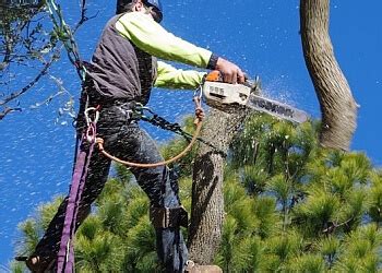 DJ Tree Services.